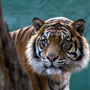 Sumatran tiger 'Ketambe'