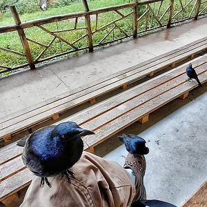 Friendly red-winged starlings