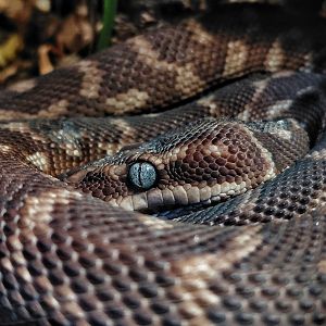 Rough-scaled python