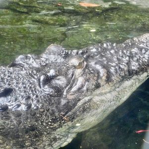 Saltwater Crocodile (Crocodylus porosus) October 18, 2025