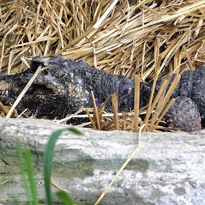 West African Dwarf Crocodile (Osteolaemus tetraspis) October 18, 2025