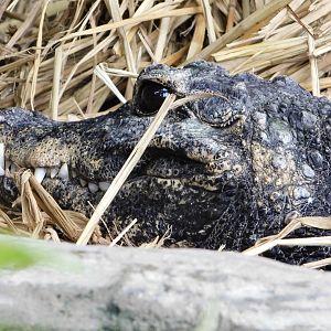West African Dwarf Crocodile (Osteolaemus tetraspis) October 18, 2025