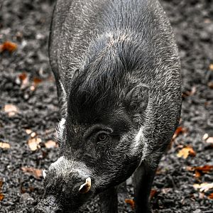 Visayan warty pig