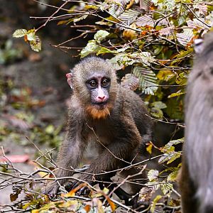 Mandrill