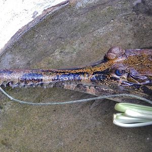 Sunda Gharial (Tomistoma schlegelii) October 18, 2025