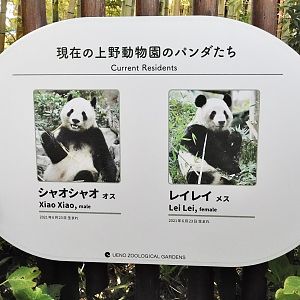 Giant Pandas Currently kept at Ueno Zoo October 18, 2025