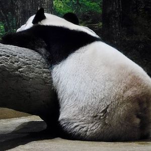 Giant Panda (Ailuropoda melanoleuca) October 18, 2025