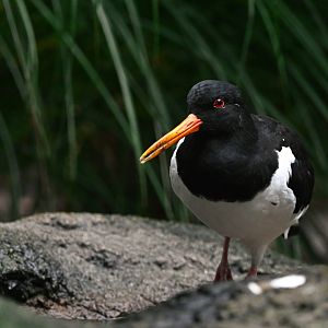Eurasian oystercatcher
