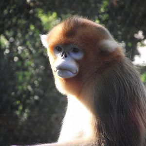 Golden Snub-nosed Monkey - Zooparc de Beauval, 09/08/2025
