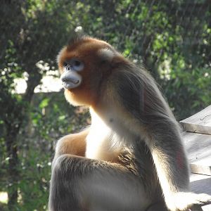 Golden Snub-nosed Monkey - Zooparc de Beauval, 09/08/2025