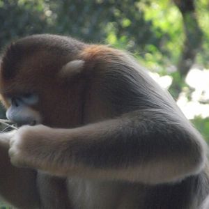 Golden Snub-nosed Monkey - Zooparc de Beauval, 09/08/2025