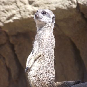 Meerkat - Zooparc de Beauval, 09/08/2025