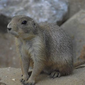 Female Black-tailed Prairie Dog - Zooparc de Beauval, 09/08/2025
