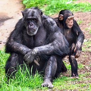 Chimpanzees 'Sandali' and 'Happy'