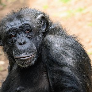 Chimpanzee 'Galatea'