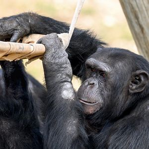 Chimpanzee 'Enzi'