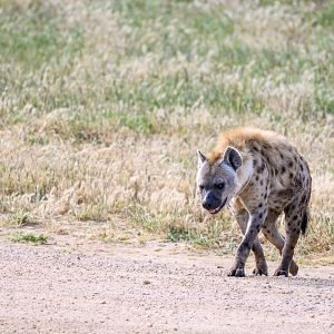 Spotted hyena 'Kanzi'