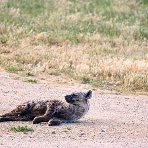 Spotted hyena