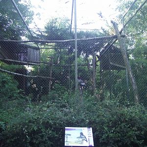 Bateleur Eagle aviary - Zooparc de Beauval, 09/08/2025