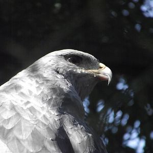 Black-chested Buzzard-Eagle - Zooparc de Beauval, 09/08/2025