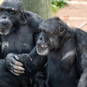 Chimpanzees 'Boyd' and 'Gombe'