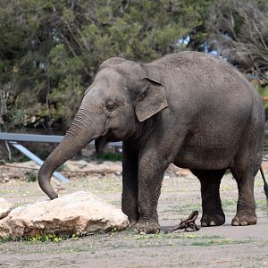 Asian elephant 'Burma'
