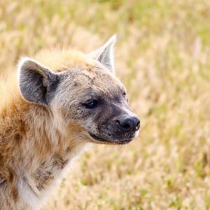 Spotted hyena 'Endesha'