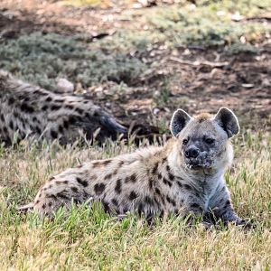 Spotted hyena 'Fahari'
