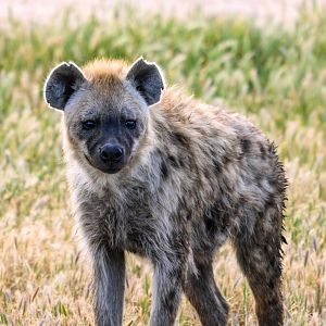 Spotted hyena