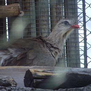 Red-legged Seriema - Zooparc de Beauval, 09/08/2025