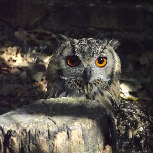 Indian Eagle-Owl - Zooparc de Beauval, 09/08/2025