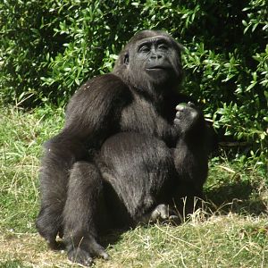 Western Lowland Gorilla - Zooparc de Beauval, 09/08/2025