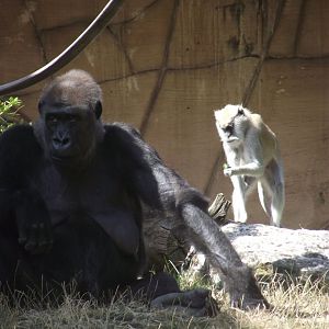 Western Lowland Gorilla & Patas Monkey - Zooparc de Beauval, 09/08/2025