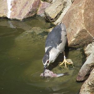 Black-crowned Night Heron - Zooparc de Beauval, 09/08/2025