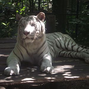 JAIPUR, White Tiger - Zooparc de Beauval, 09/08/2025