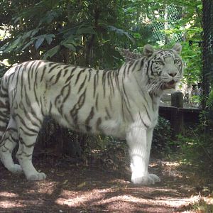 SUSHI, White Tiger - Zooparc de Beauval, 09/08/2025