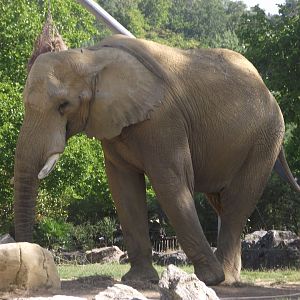 AKILI, African Savanna Elephant - Zooparc de Beauval, 09/08/2025