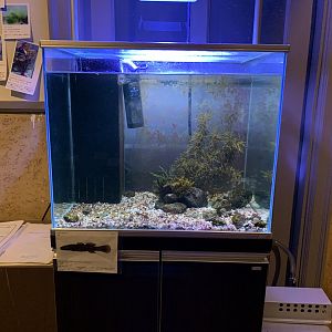 Longchin Goby Tank