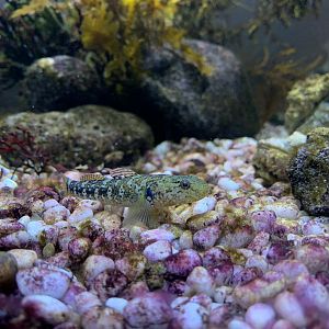 Longchin Goby