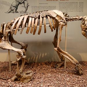 Nothrotheriops shastensis (with preserved skin!)