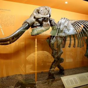 American Mastodon