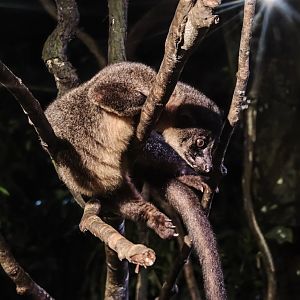 Small-Toothed Palm Civet (Arctogalidia trivirgata)