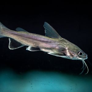 Colombian Shark Catfish