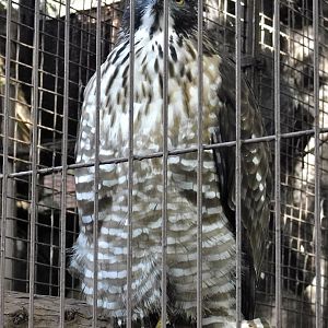 Mountain Hawk-Eagle (Nisaetus nipalensis) October 18, 2025