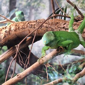Fiji Banded Iguanas