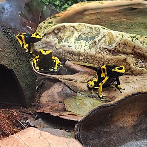 Yellow-banded Poison Dart Frogs