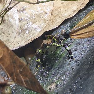 Variable Harlequin Toad