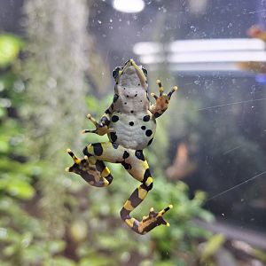 Variable Harlequin Toad