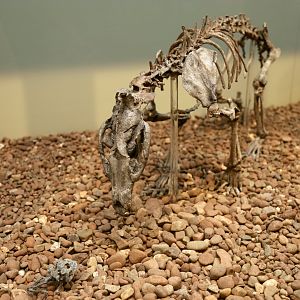 Daphoenodon