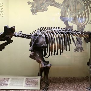 Uintatherium anceps, Cast